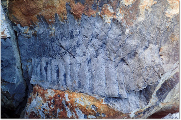 One half of the giant grey fossil