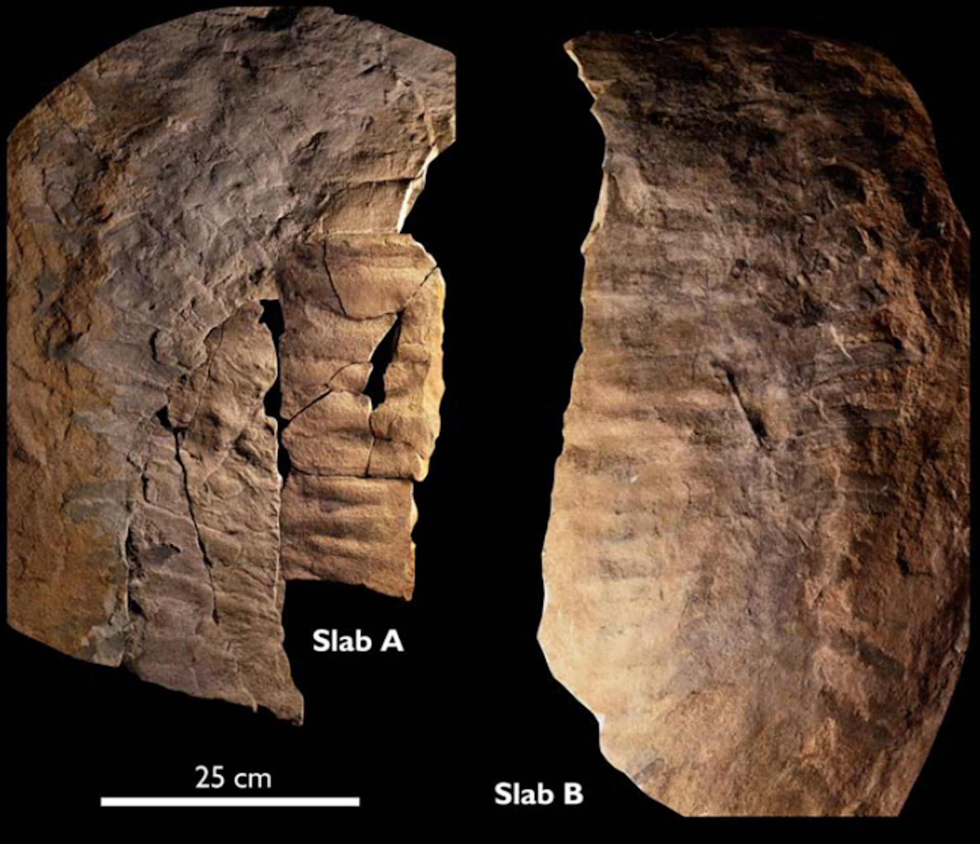 How we discovered a rare giant millipede fossil on a beach and why it