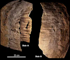 The sandstone coloured arthropleura fossil in two slabs