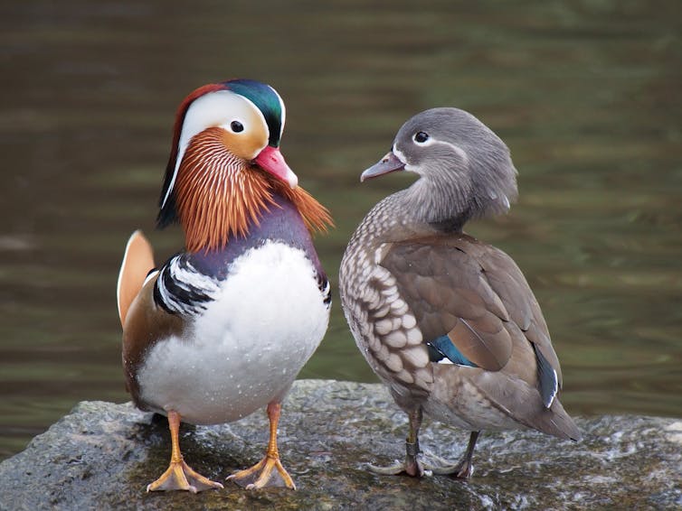 A very colorful duck standing next to a drab brown duck.