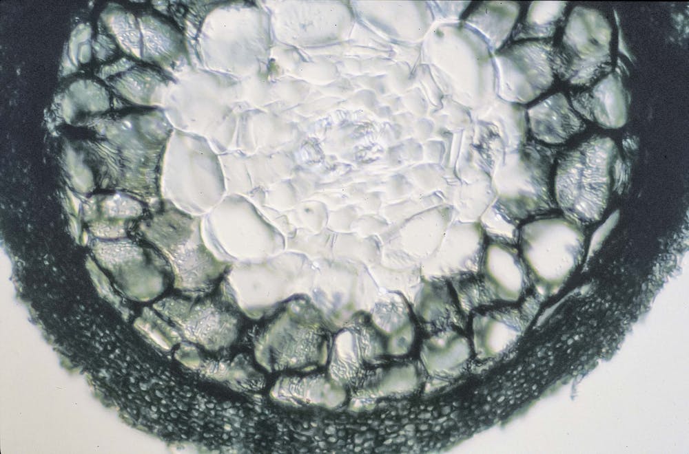 The ancient, intimate relationship between trees and fungi, from fairy ...