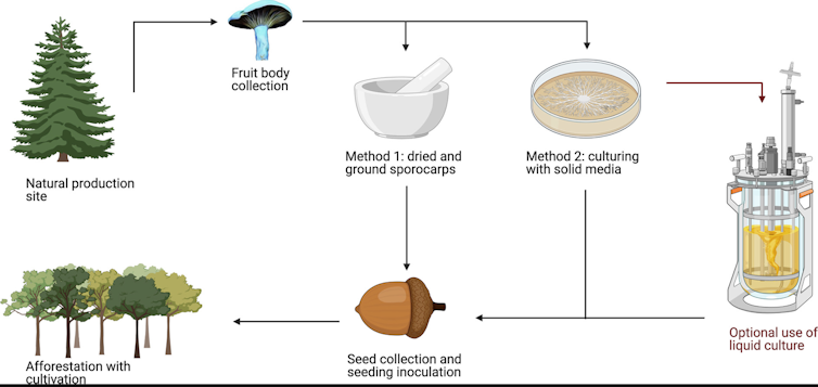 Graphic showing the process of inoculating tree saplings with the fungus of the blue milk cap mushroom.