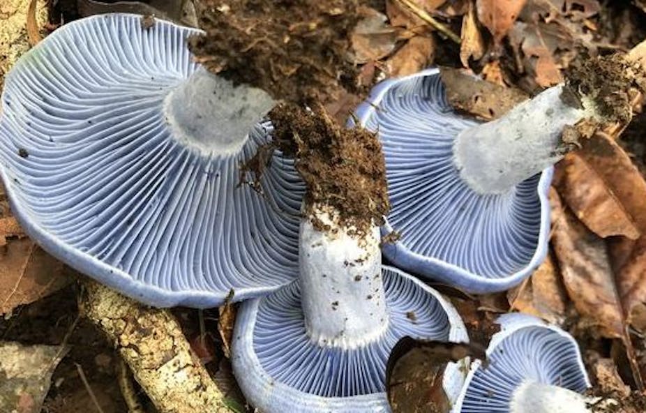 Blue milk cap mushrooms on a bed of brown autumn leaves
