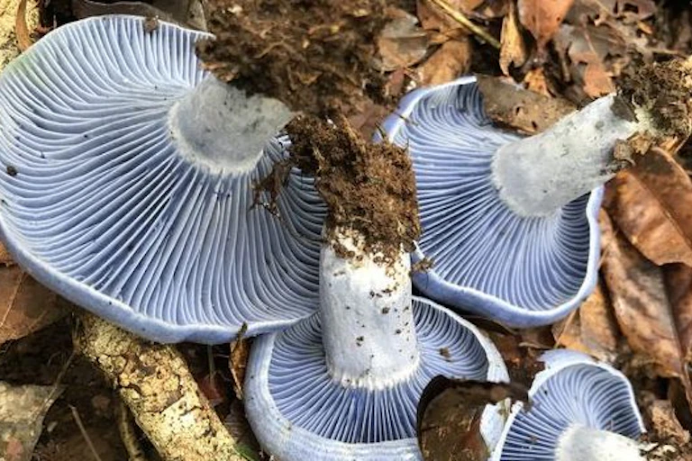 Blue milk cap mushrooms on a bed of brown autumn leaves