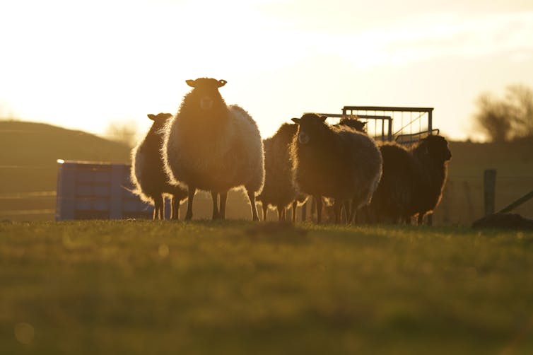 A herd of sheep near a feeding station in a field at dawn.