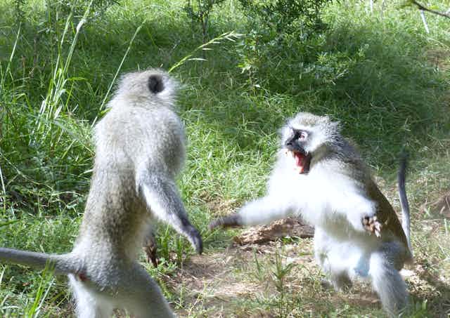 Two wild vervet monkeys standing tall engaged in an aggressive fight