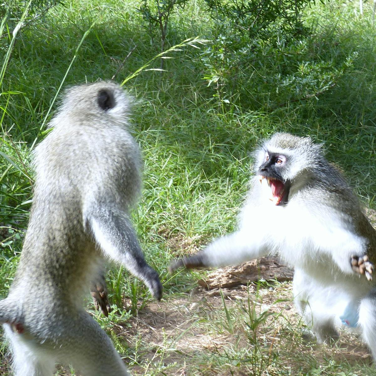 Why monkeys attack sick members of their troop – and don't socially  distance at all