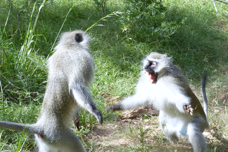 Two wild vervet monkeys standing tall engaged in an aggressive fight
