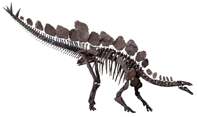 A skeleton of a stegosaur with back plates and spikes on it's tail.