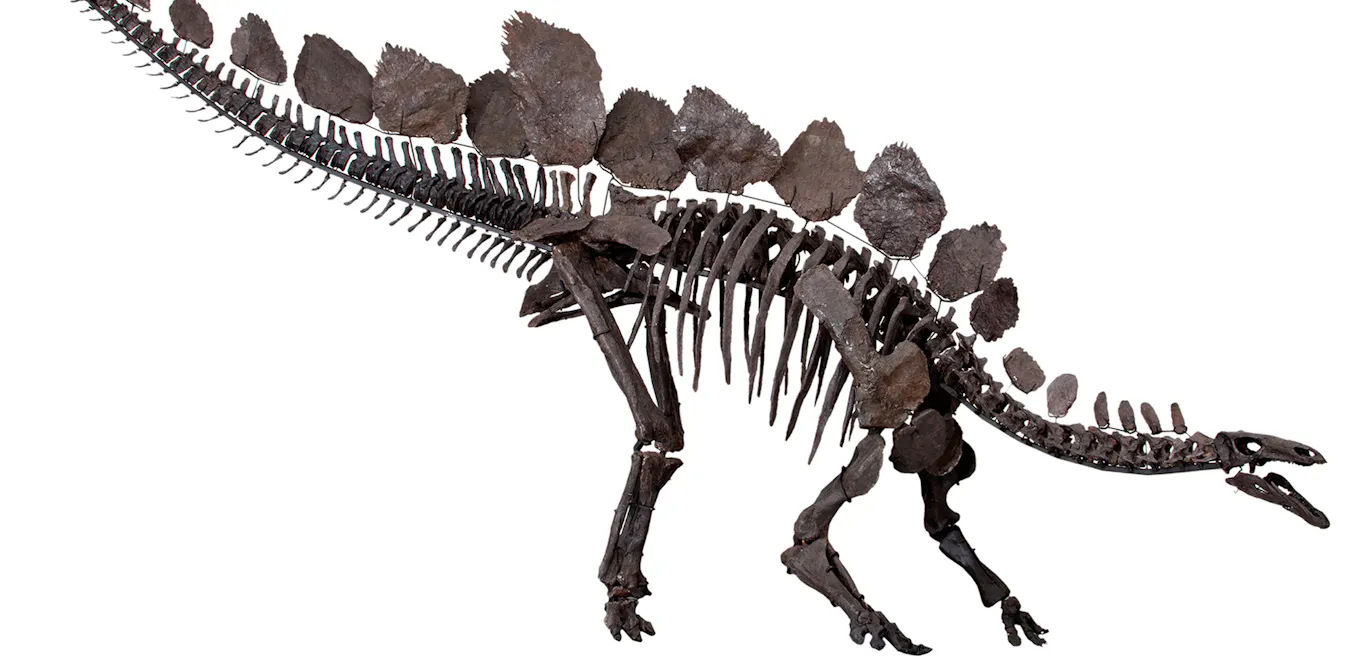 Did Male and Female Dinosaurs Differ? A New Analytical Strategy is Helping Address the Inquiry Did male and female dinosaurs differ? A new statistical technique is helping answer the question