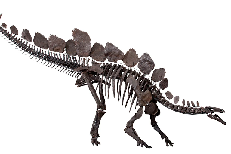 A skeleton of a stegosaur with back plates and spikes on it's tail.