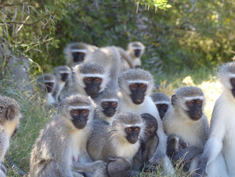 Why monkeys attack sick members of their troop – and don't
