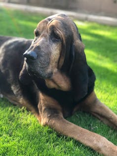 bloodhound lying on bright green grass