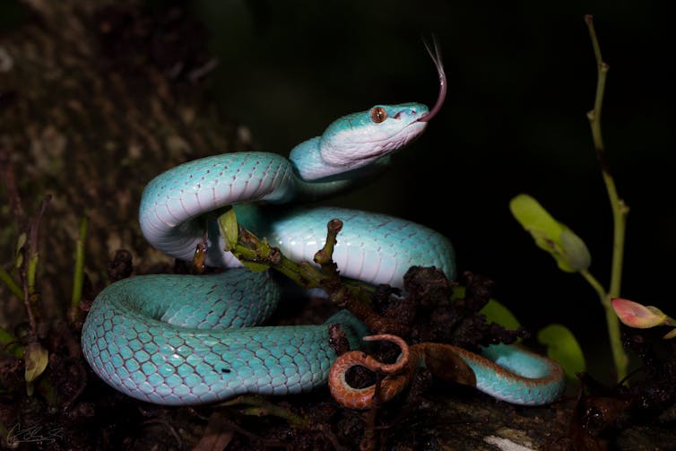 A blue pit viper from Komodo Island flicks its tongue upwards