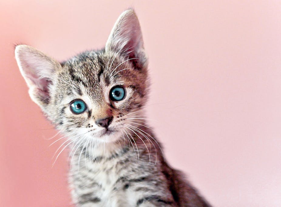 A kitten in front a pink background