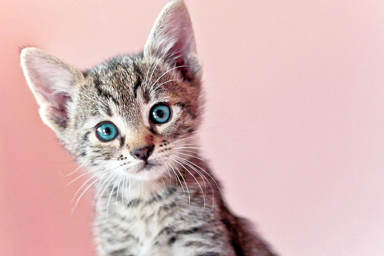 A kitten in front a pink background