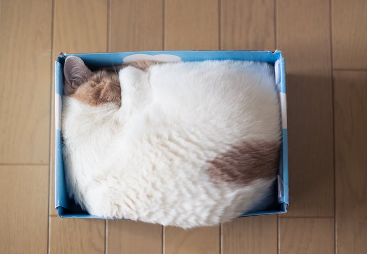 Beige and white cat sleeping snugly in tight blue box.