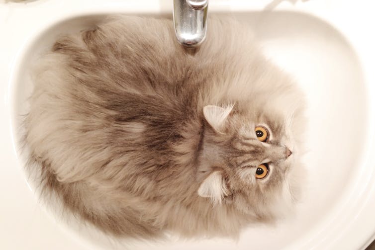 Cat in a bathroom sink