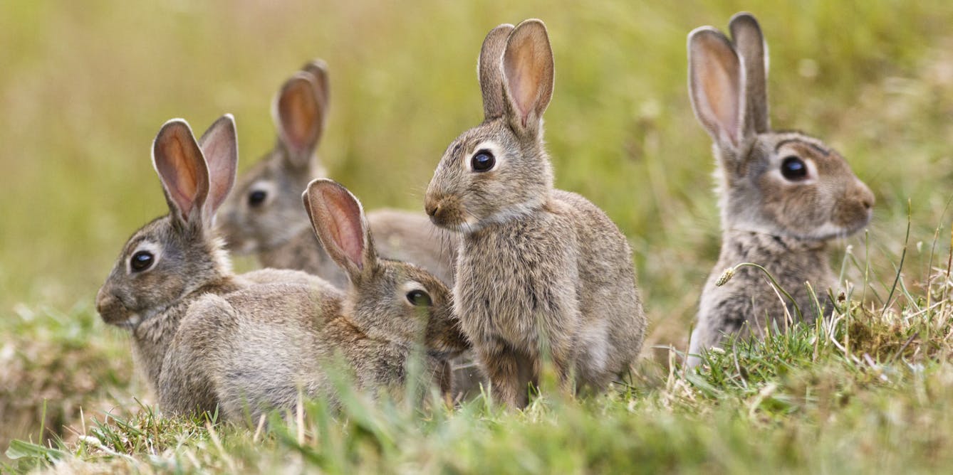 Releasing a virus against rabbits is effective, but can make them ...