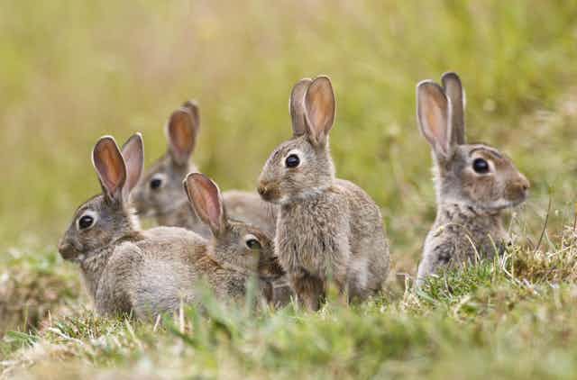 Five rabbits