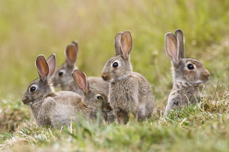 Five rabbits