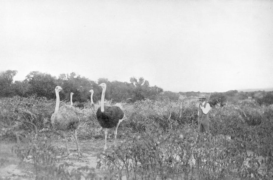 A black and white photograph depicts four ostriches, two foregrounded, while a man in a suit and hat watches them from the right hand side.