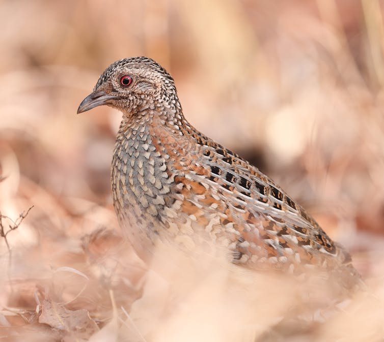 Quail