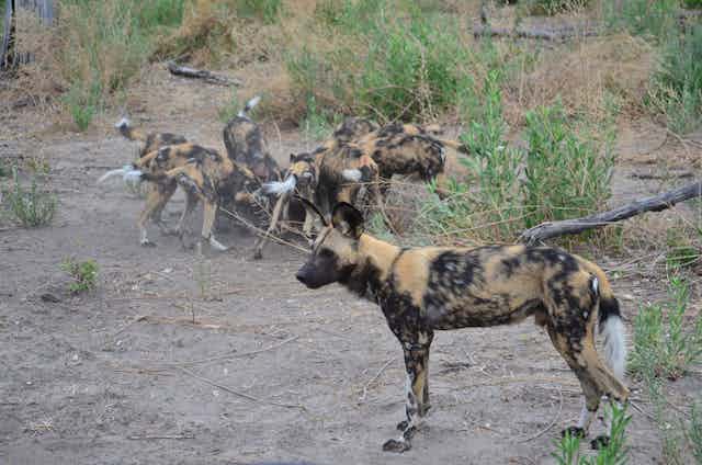 Wild dogs eating in the background while one stands in the front.