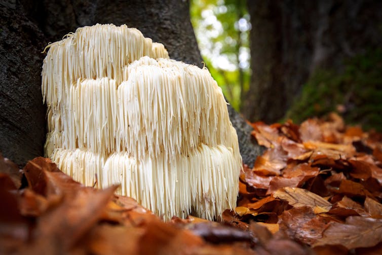 A large, white mass that is dark and beard-like in texture at the base of a tree.