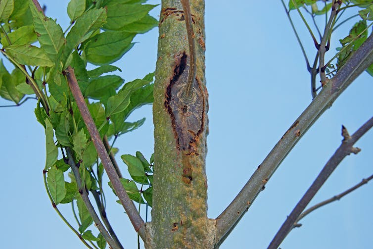 A thin, yellow tree trunk with brown spots.