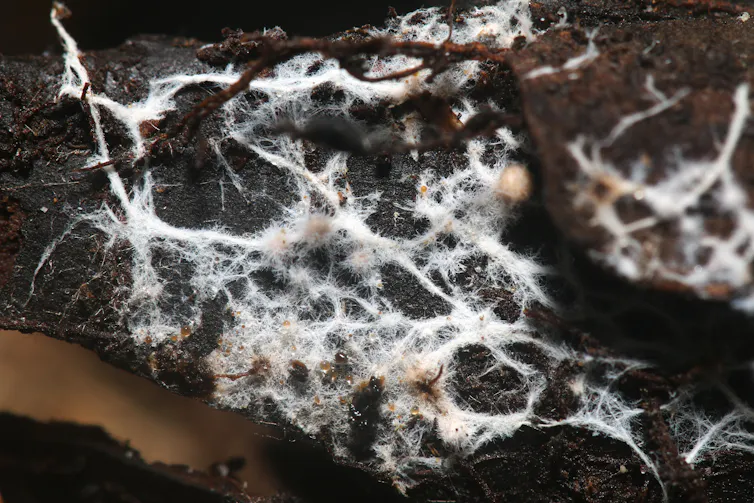 A clump of soil with white, feathery veins.