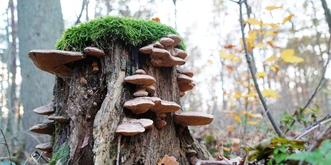 Fungi Could Be Helping Old-Growth Trees Survive Climate Change