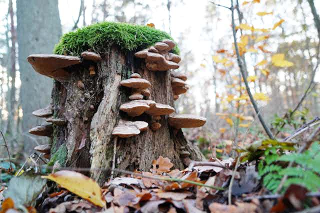 A tree stump in a forest covered in shelf-like mushrooms and topped with moss.