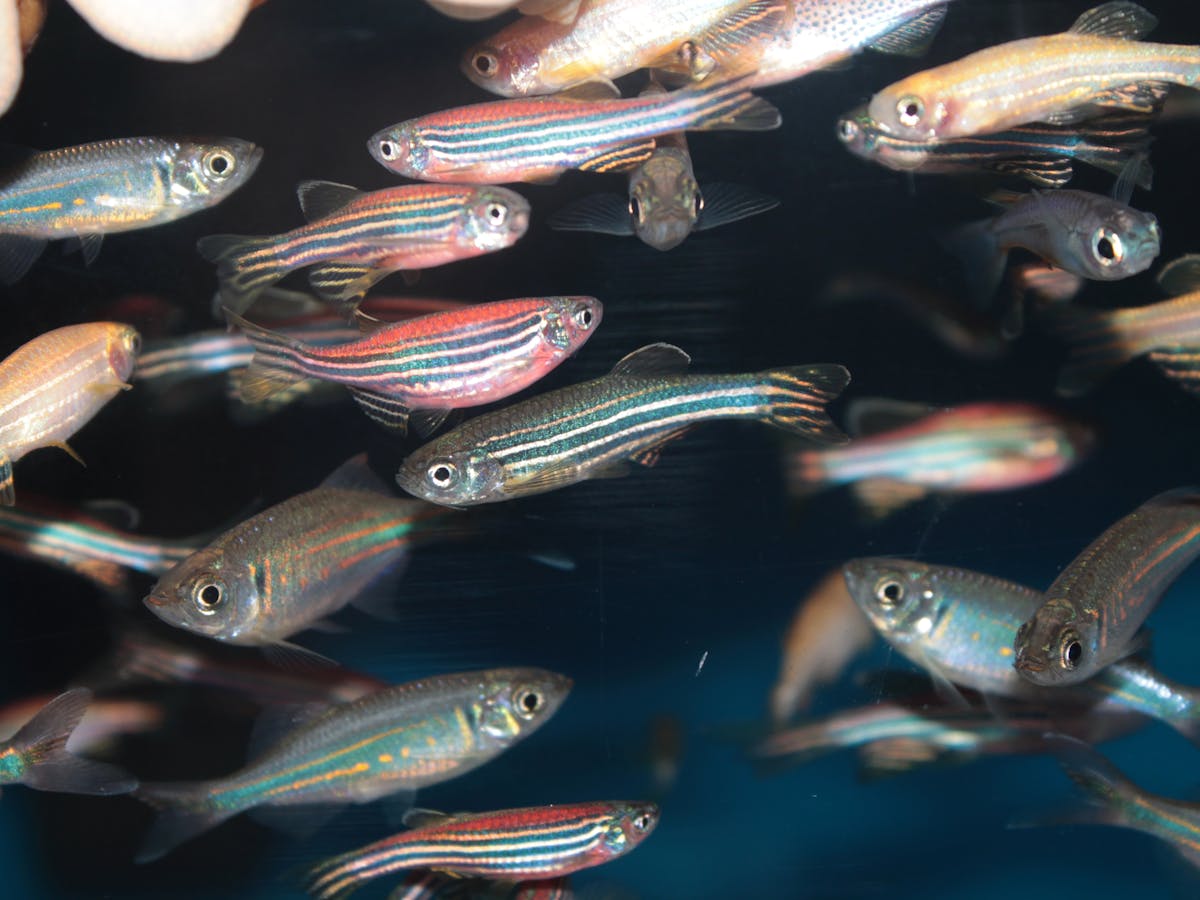 Fish on acid? Microdosing zebrafish with LSD shows its potential benefits  for humans
