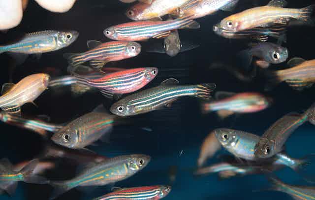 close-up of a group of striped zebrafish