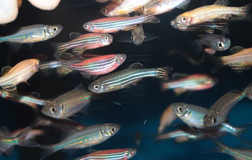 Fish on acid? Microdosing zebrafish with LSD shows its potential benefits for humans