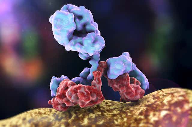 An antibody binding to the coronavirus