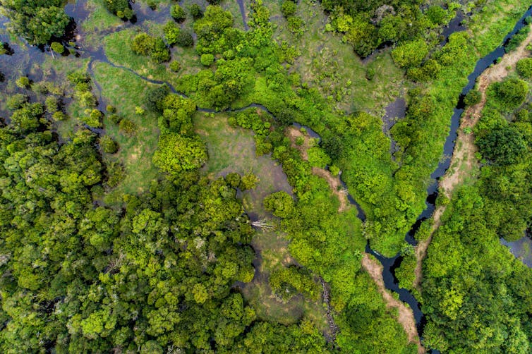 A forest viewed from above