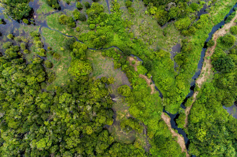 A forest viewed from above