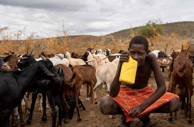 Young Kenyan man drinks milk in the middle of his goat herd.