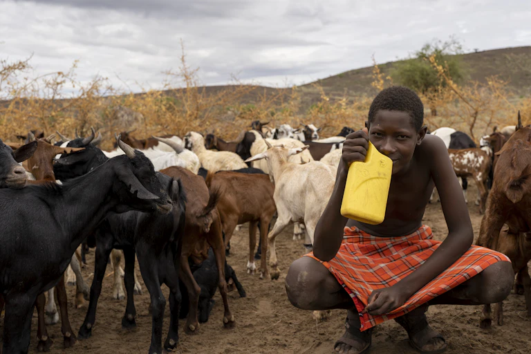 Young Kenyan man drinks milk in the middle of his goat herd.