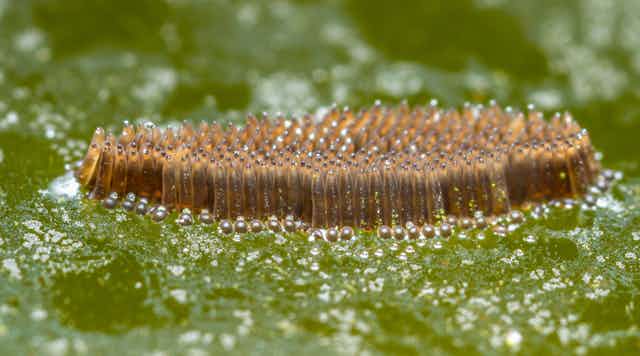 Are Mosquito Killing Natural Pesticides Unintentionally Harming Frogs Are Mosquito Killing Natural Pesticides Unintentionally Harming Frogs