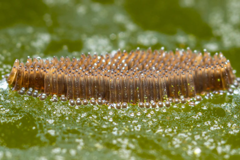 A collection of long vertical egg sacks sit atop an algae covered pond.