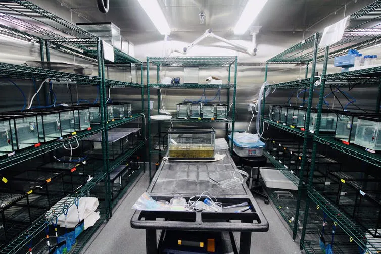 Experimental laboratory with aquaria