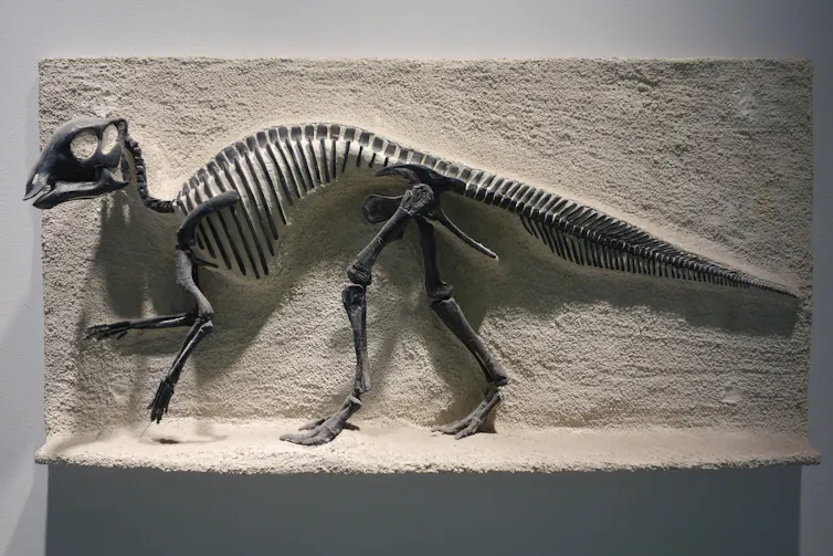 A cast of a duck billed dinosaur fossil skeleton.