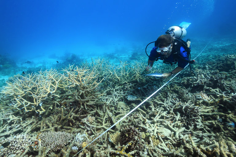 diver swims over bleached coral