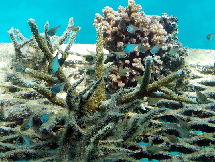 bleached coral