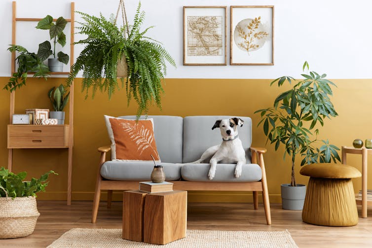 Dog sitting on a couch.