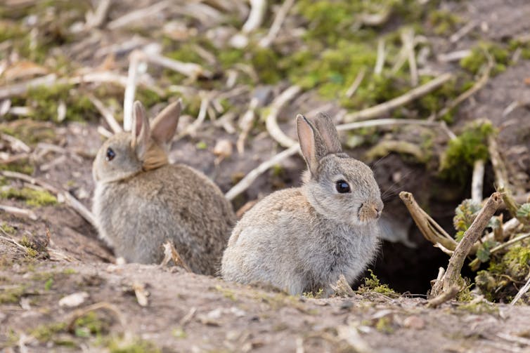 Two rabbits