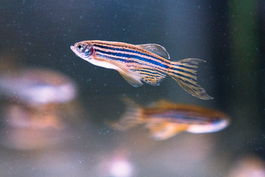 A small, striped fish in the foreground with similar looking fish in the background.